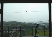 全体